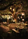 Dolly Gold evening setting.webp